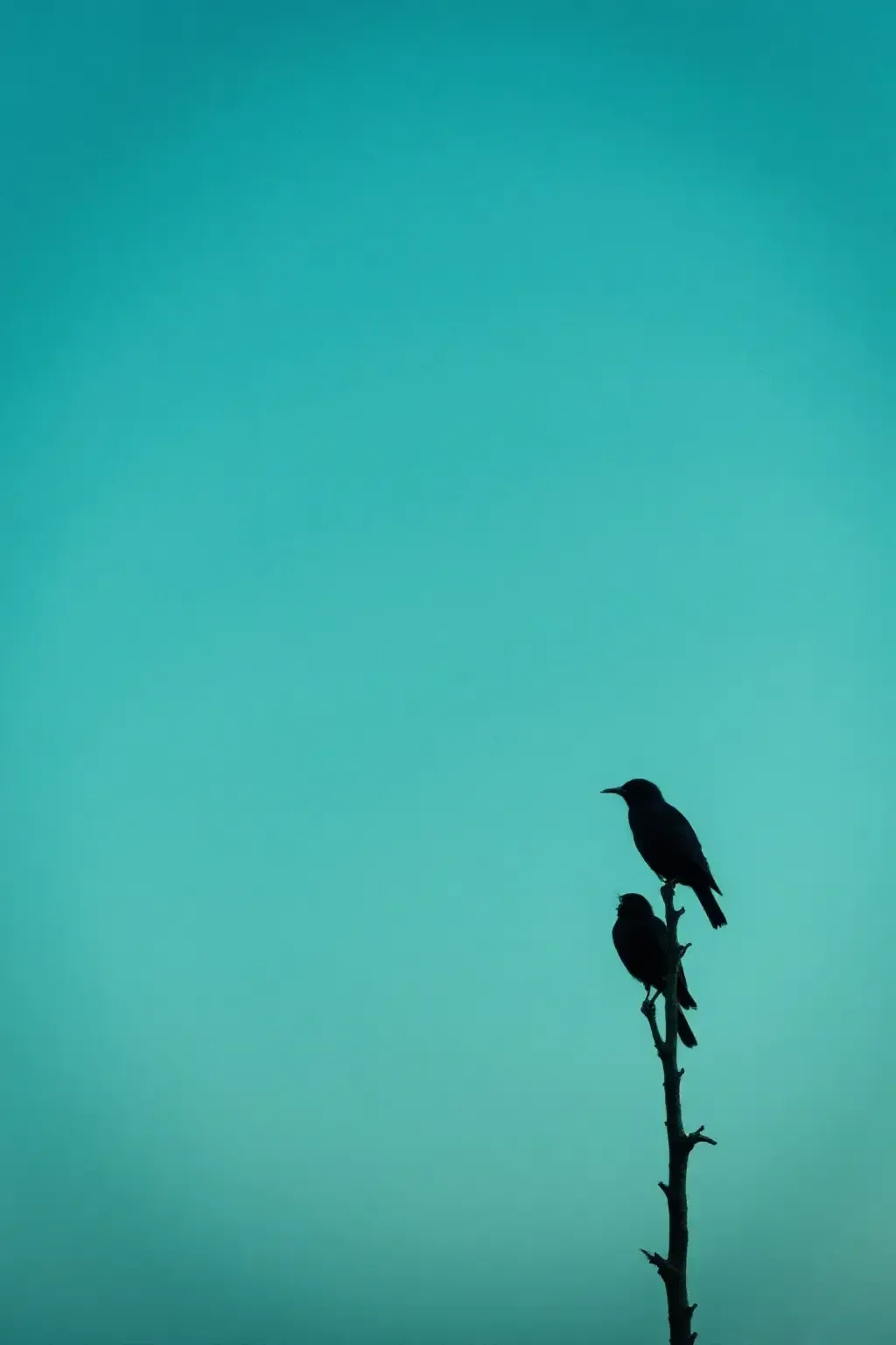 作品 - photograrhy